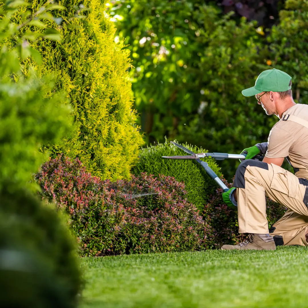 Lawn Care & Maintenance